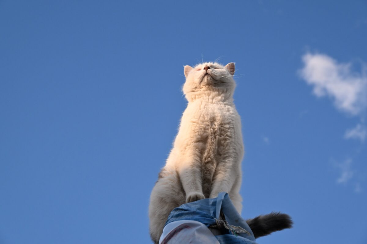 alouetter cat 9989884